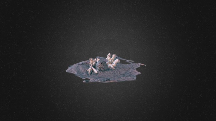 Kelly - corals 3D Model