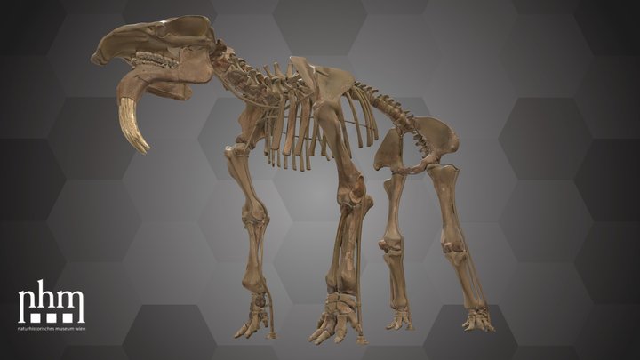 Hoe Tusker (NHMW-GEO-2000/0047/0000) – Free 3D Model STL