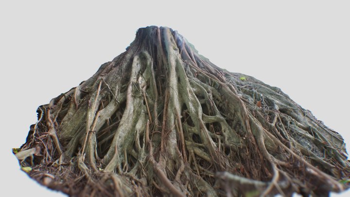 Jungle Tree Roots 3D Model