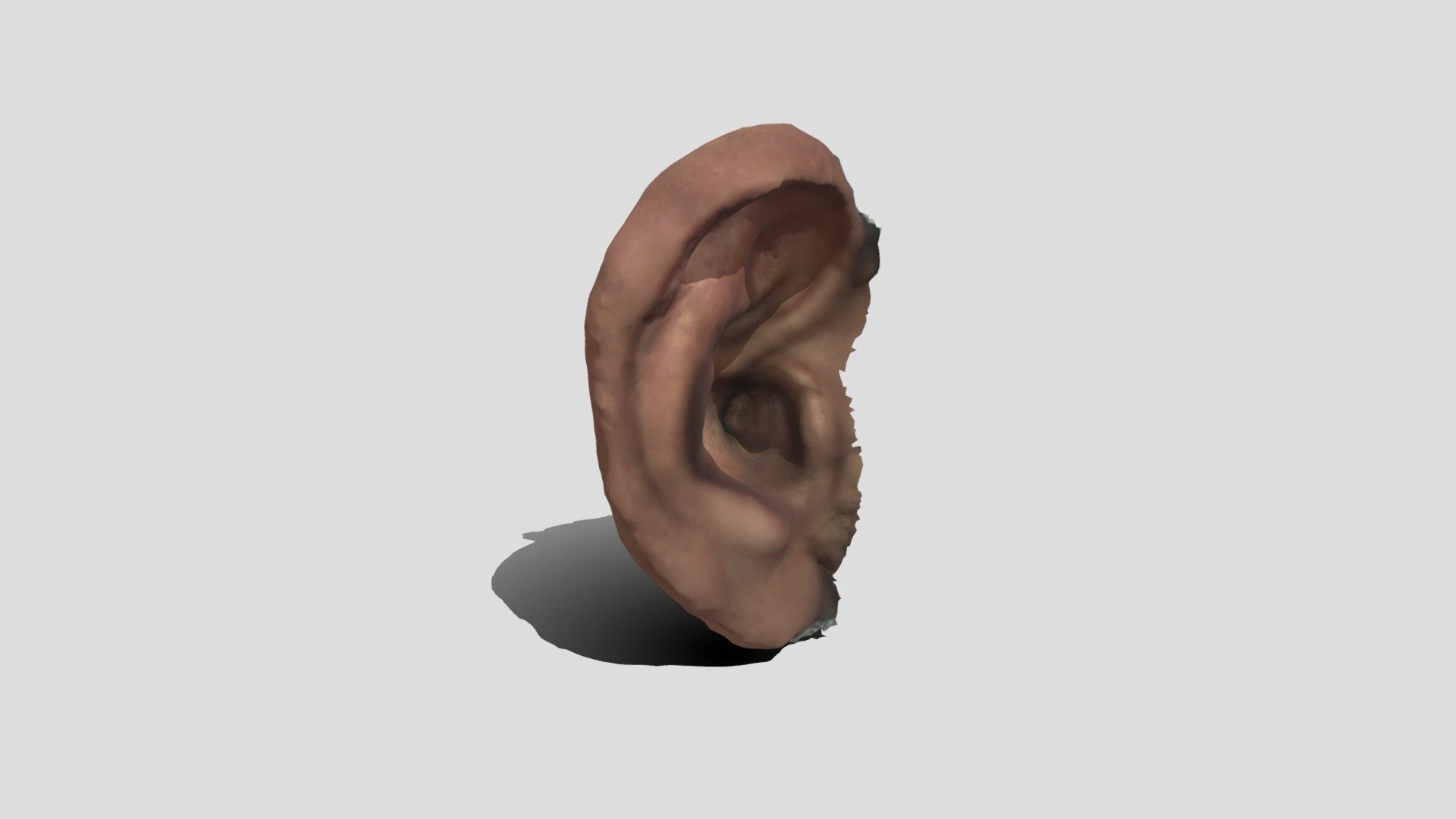 Ear 3d Model