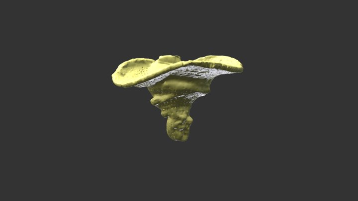 Laocoetis Patula 3D Model