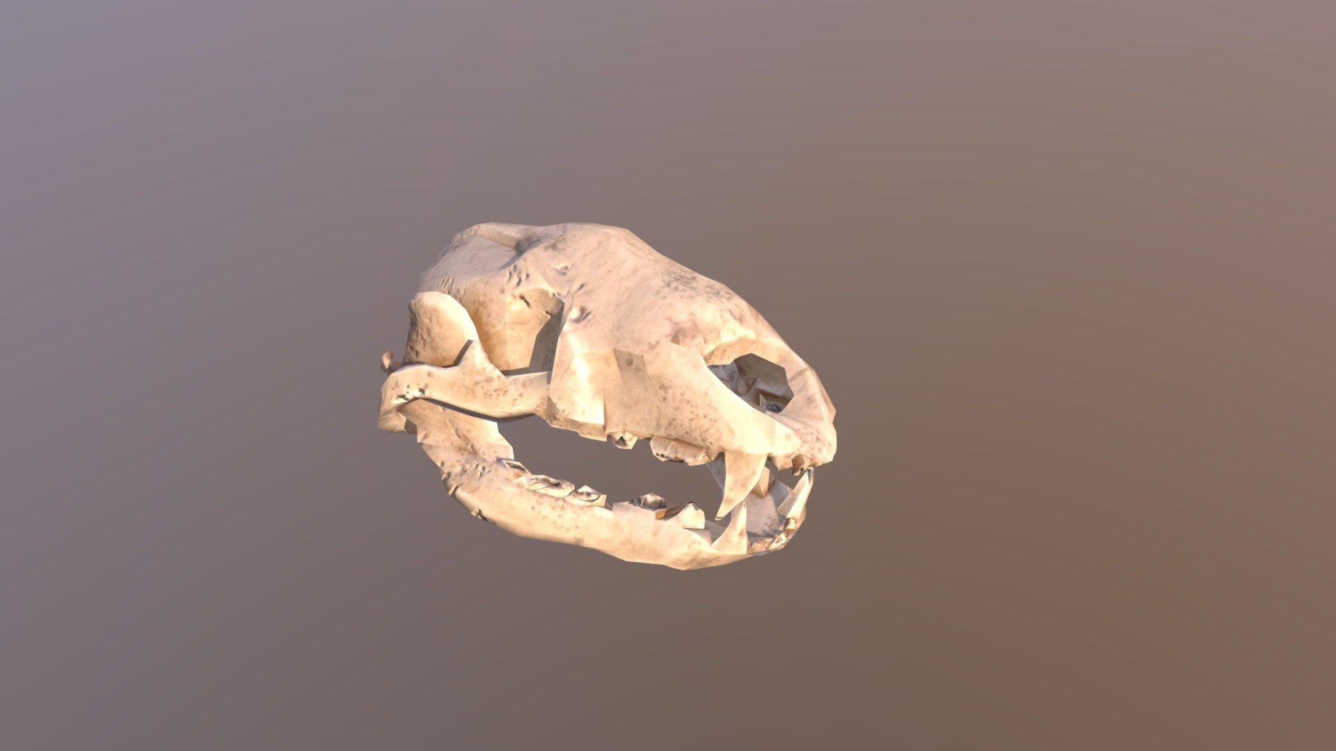 Honey Badger Skull - Download Free 3D model by merrychuu [09ed417 ...