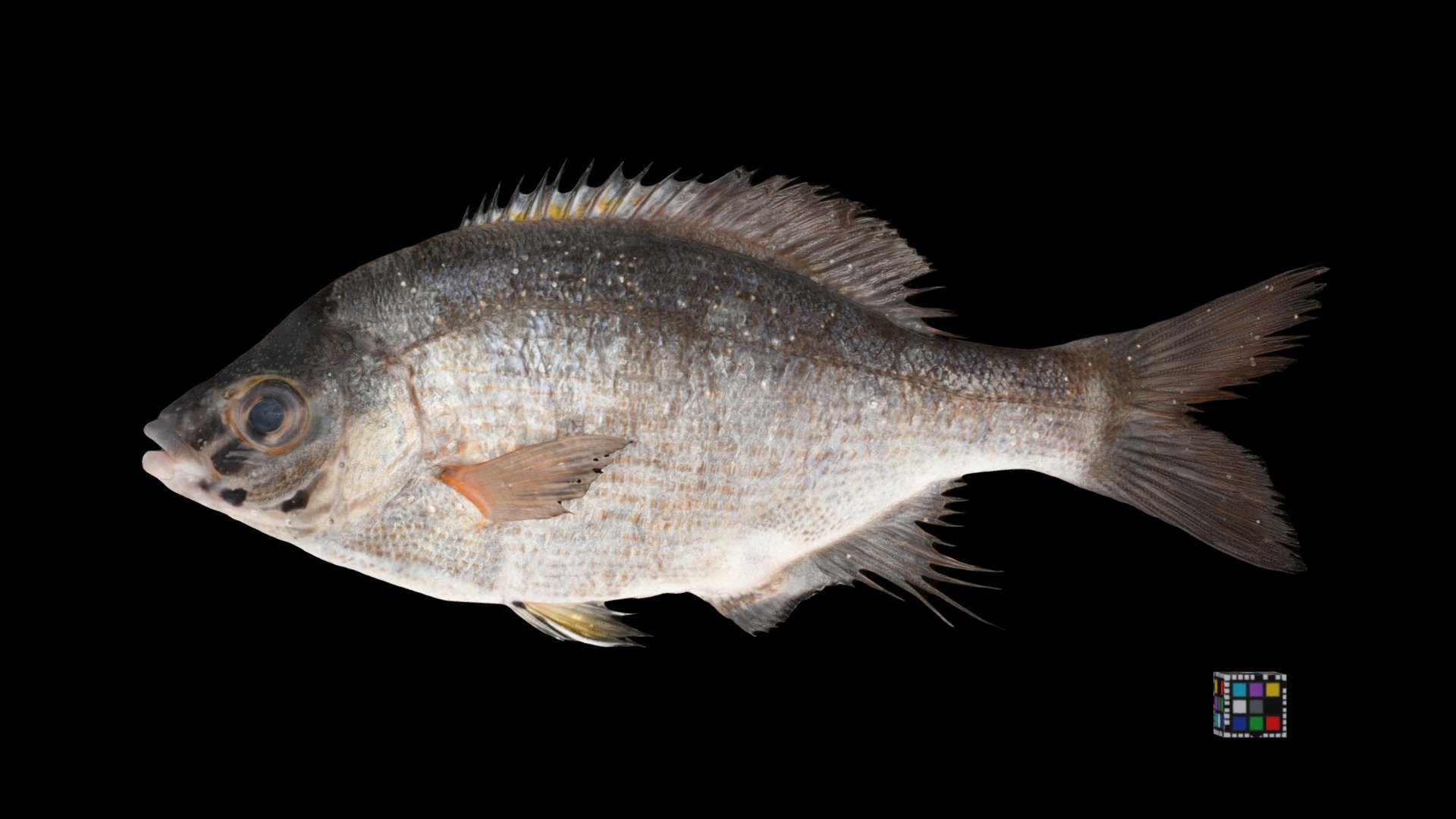 ウミタナゴ Sea Chub, Ditrema temmincki temmincki