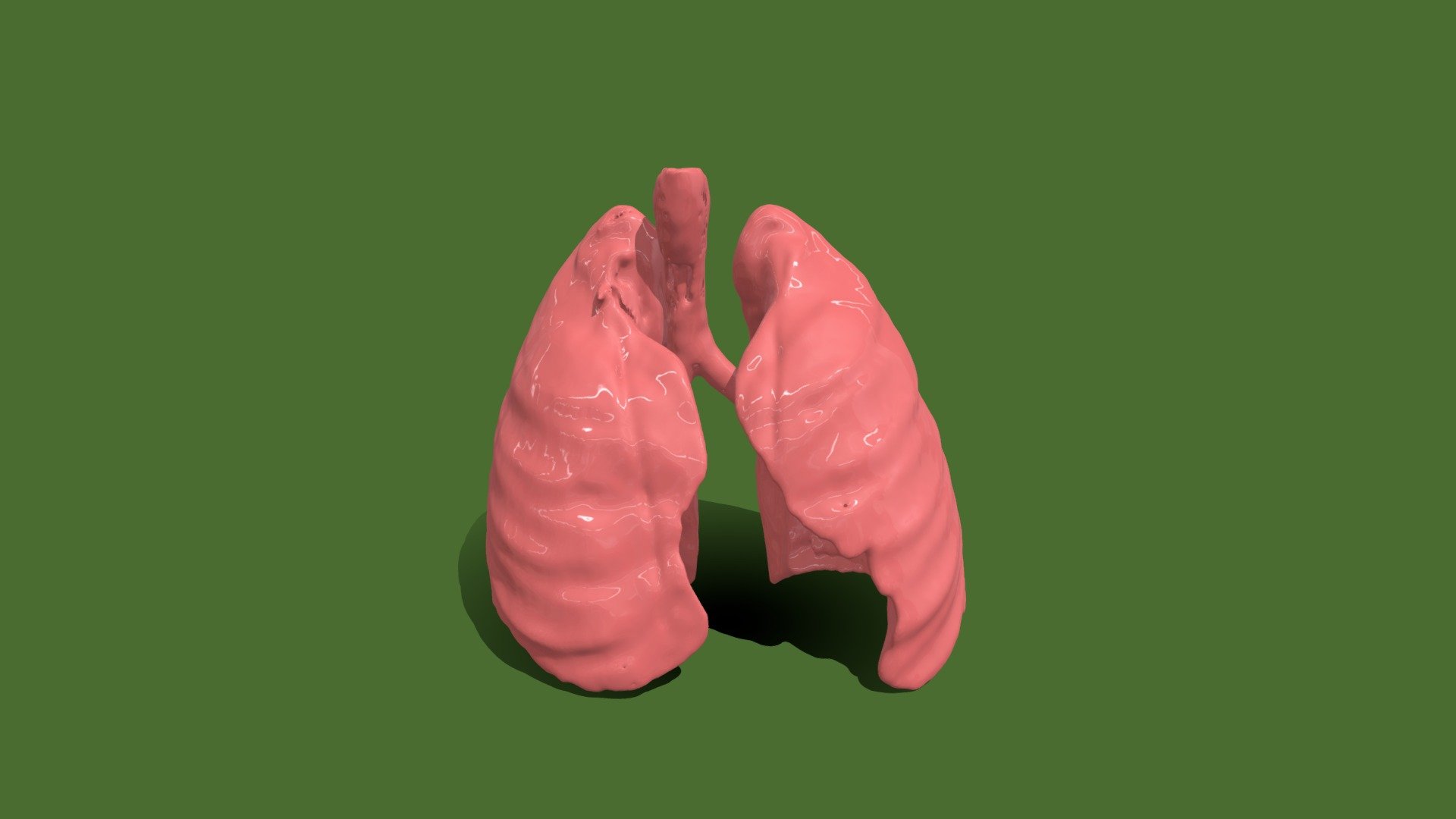 Segmentation_Lungs - 3D model by MariaG04 [09f24c8] - Sketchfab