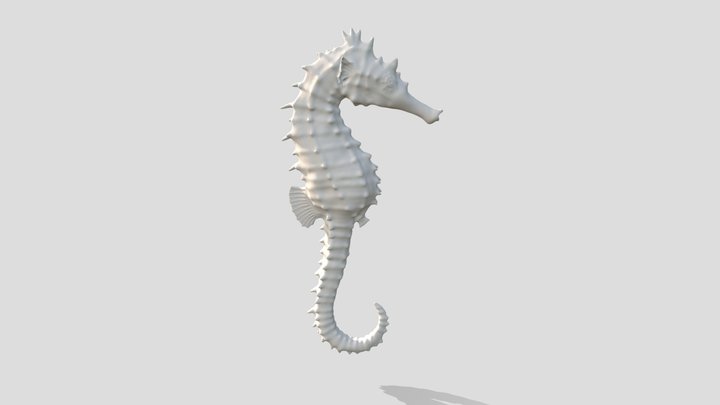Hipocampus_HD 3D Model