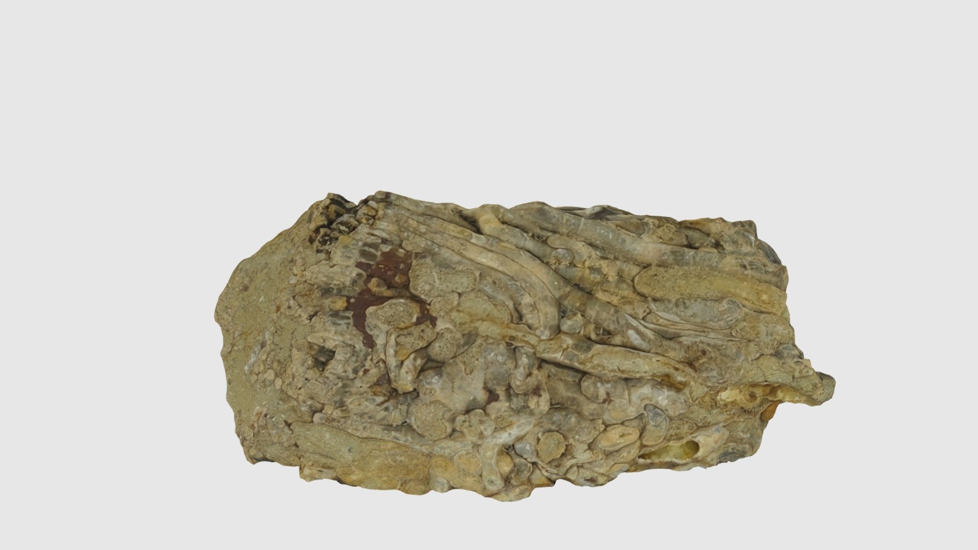 Burrow Fossil