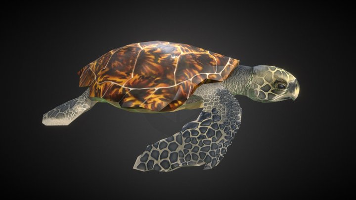 Hawksbill Turtle 3D Model