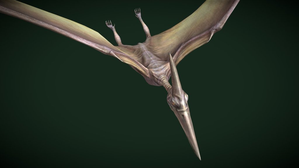 Animated Flying Pteradactal Dinosaur Loop