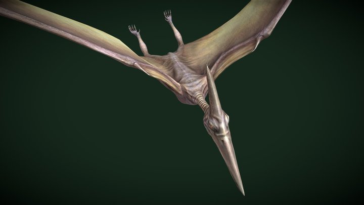 Animated Flying Pteradactal Dinosaur Loop 3D Model
