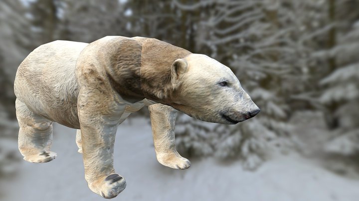 Polar Bear (Smoothie-3D upload) 3D Model