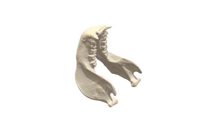 Gorilla Mandible 3D Model
