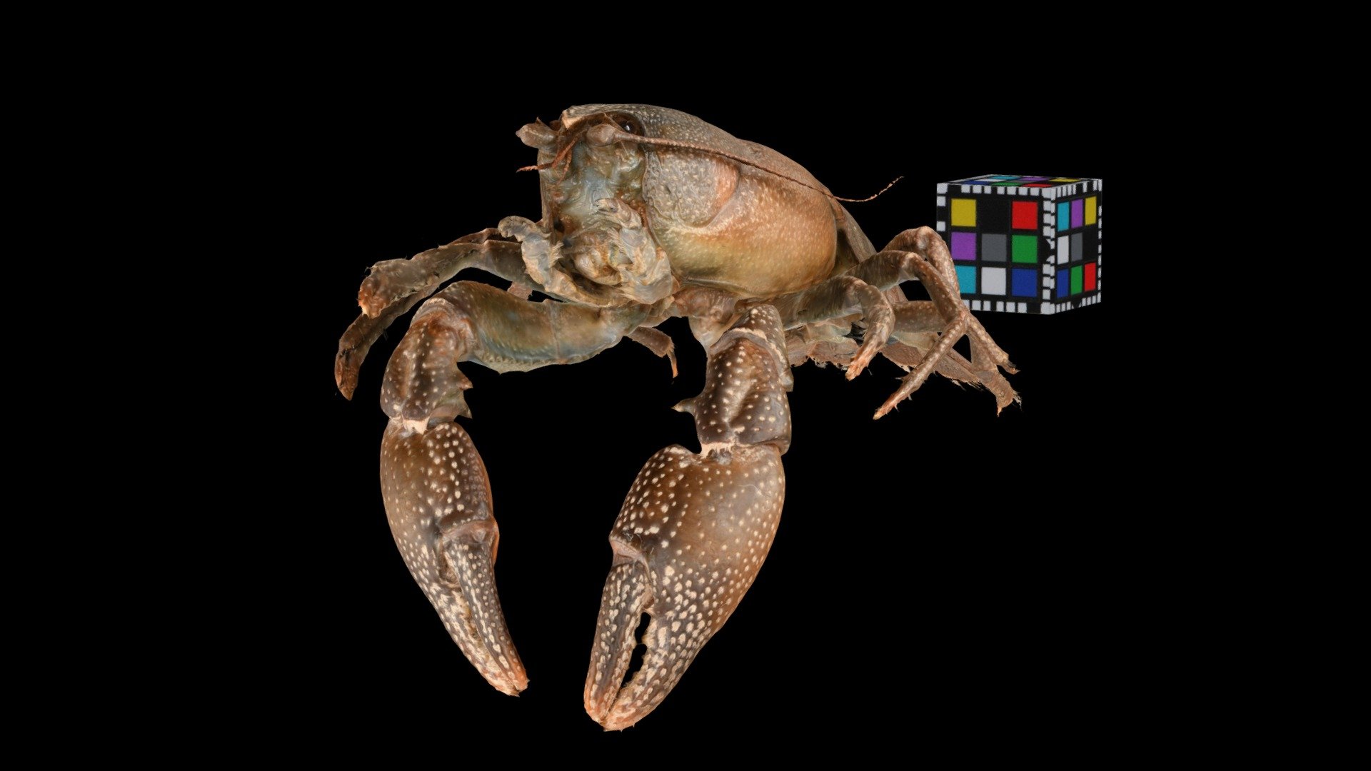 ニホンザリガニ ♂ Crayfish, Cambaroides japonicus