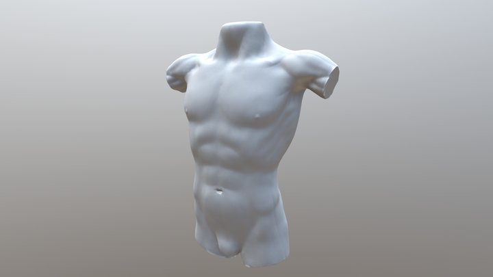 Torso 3D Model