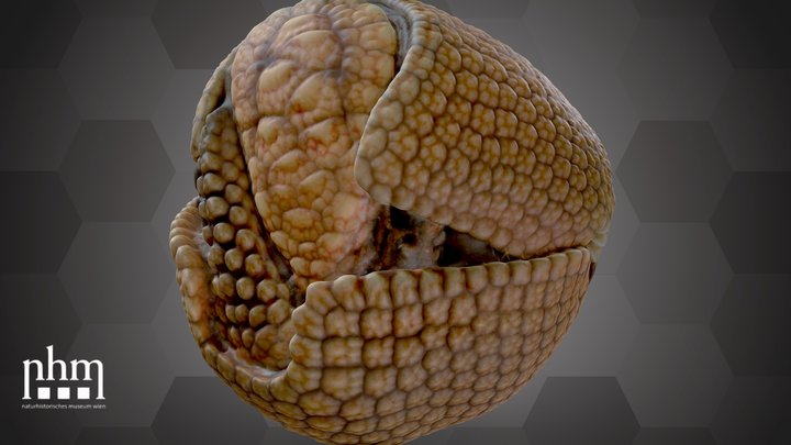 Azara's Domed Armadillo (NHMW-ZOO-MAMM-75964) – Kostenloses 3D-Modell STL