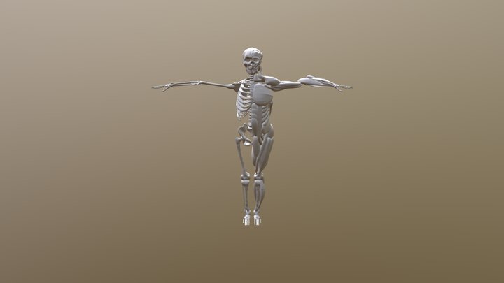 Shiqi Ruan Body 3D Model