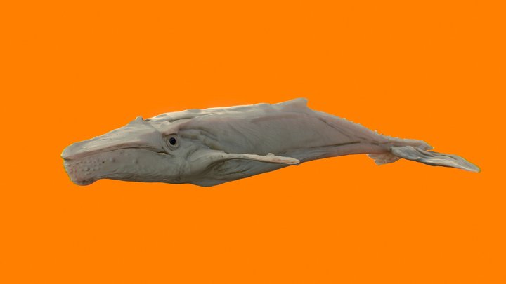 Migaloo (Albino Humpback Whale) Asset 3D Model