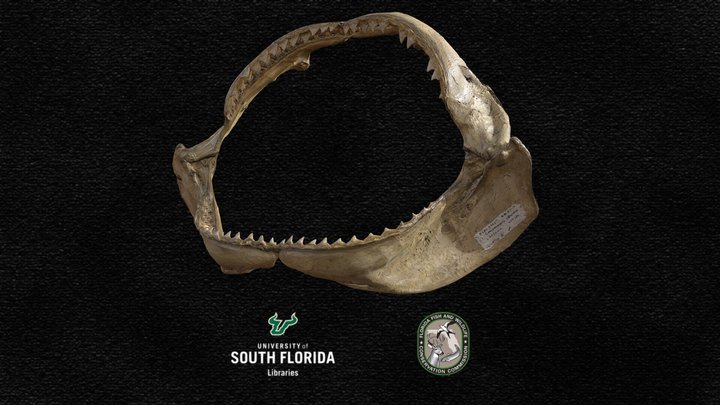 Dusky Shark Jaws