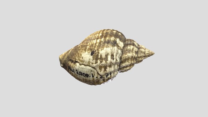 Common Whelk 3D Model