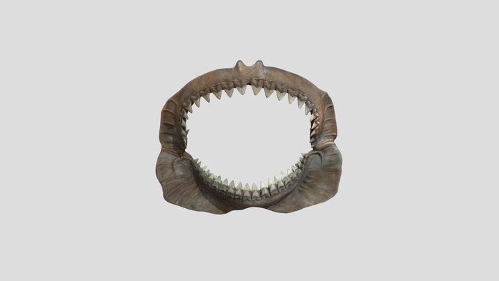 Megalodon Shark Jaw 3D model 3D Model