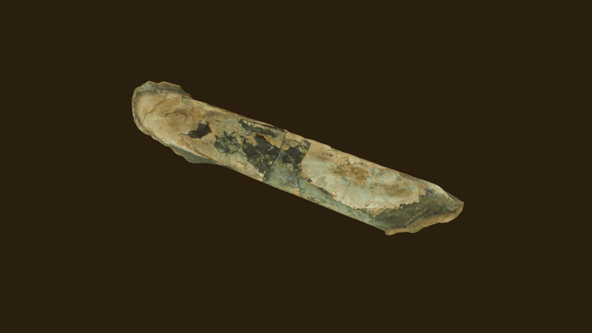 Baculites eliasi, Larimer County CO
