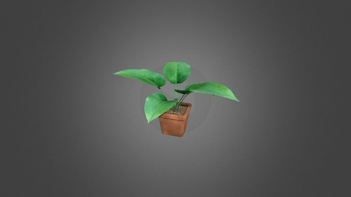Aglaonema plant 3D Model