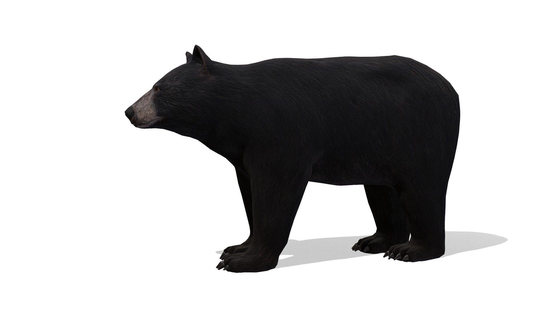 Black Bear Male - 3D model by RedDeer (@billl90) [0a140bc] - Sketchfab