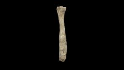 tibia - 3D model by Luiz.Sais [3235e47] - Sketchfab