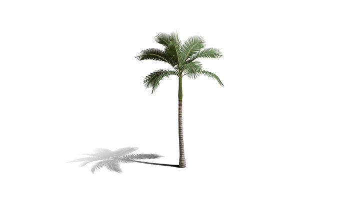 Realistic HD Alexander palm (28/30) 3D Model
