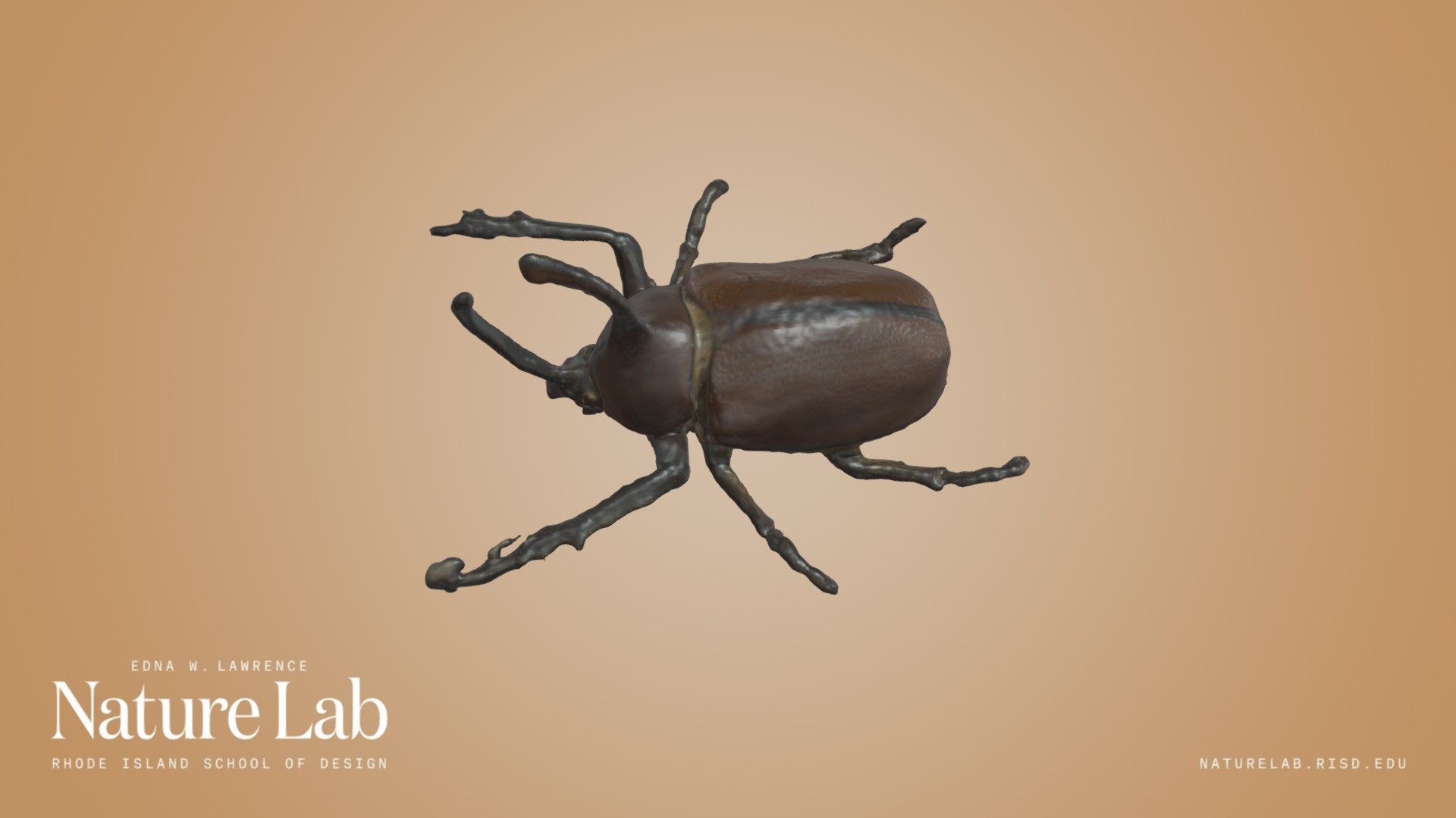 Rhinoceros Beetle (Golofa Sp)