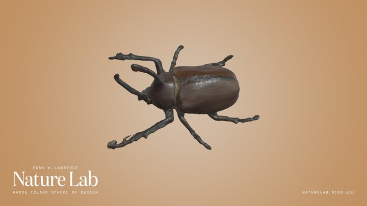 Rhinoceros Beetle (Golofa Sp) – Kostenloses 3D-Modell STL