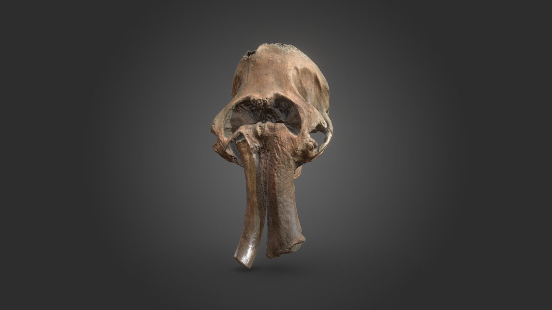 Wolharige Mammoet — Sketchfab embed 3D viewer