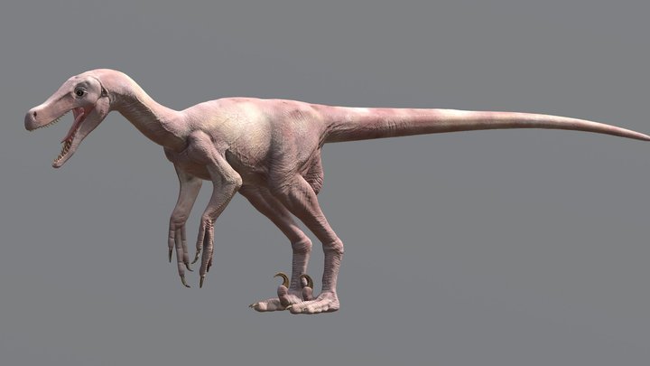 Velociraptor mongoliensis unfeathered 3D Model