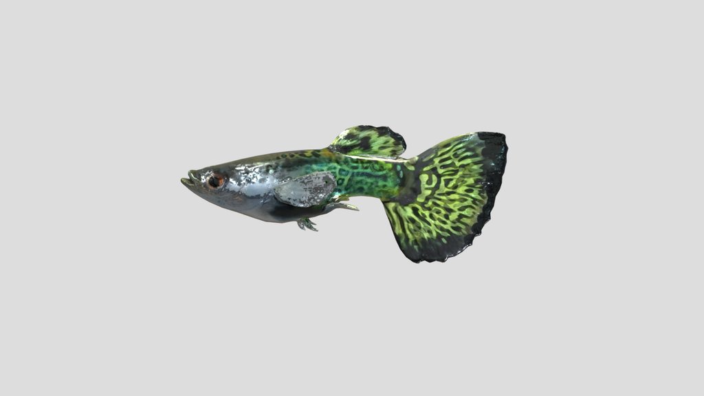 Leopard Guppy Male