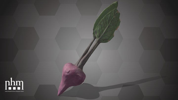 Beetroot (NHMW-AFW-DING-0046-028) – Kostenloses 3D-Modell STL