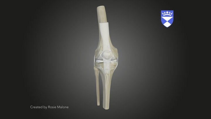 Knee-joint 3D models - Sketchfab