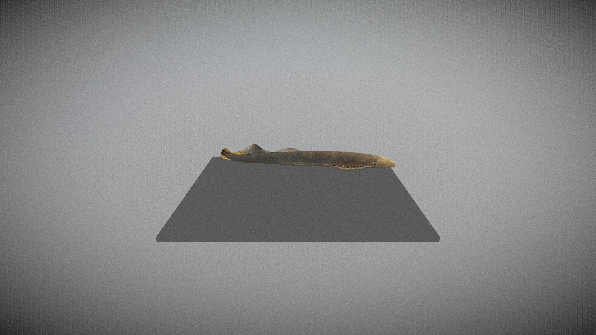 Lamprey - 3D model by dapra_96 [0a306cf] - Sketchfab