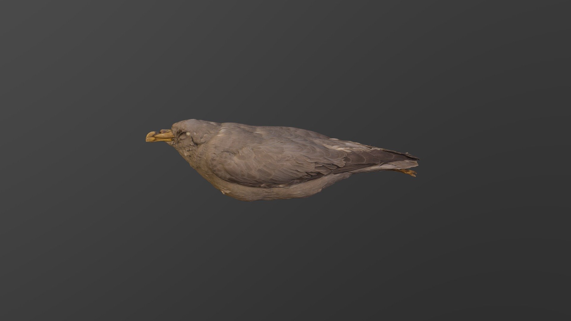 Northern Fulmar - Fulmarus glacialis