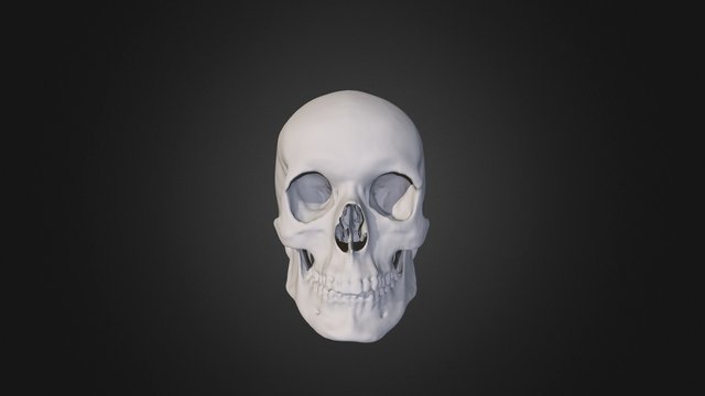 CT Skull (low-res) 3D Model