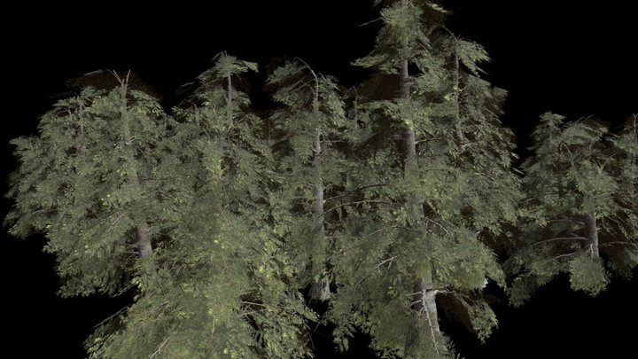 64 Conifers Trees pack (medium-Poly) 3D Model