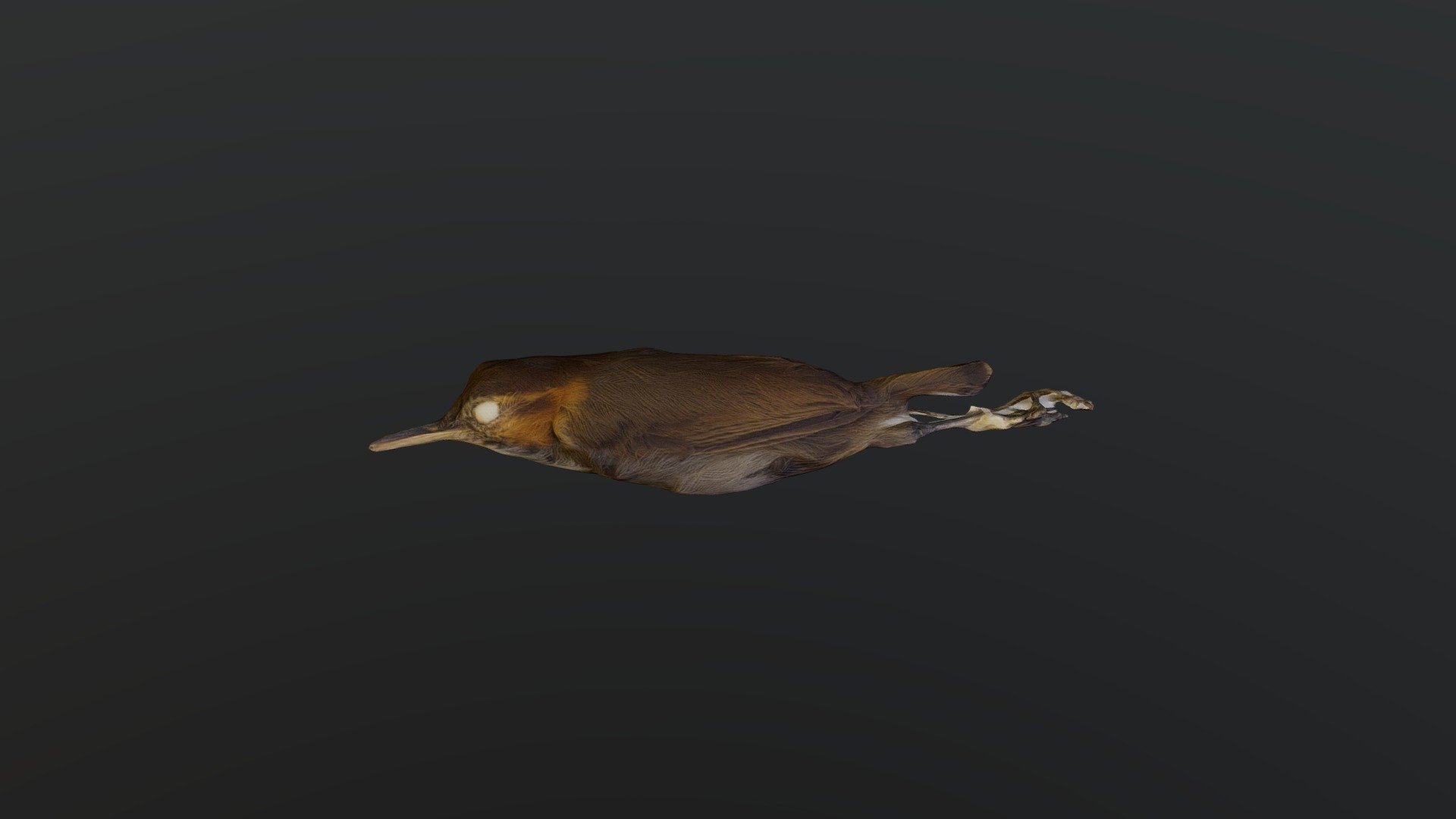 Tawny-faced Gnatwren - Microbates cinereiventris