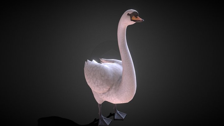 Swan Bird Rigged 3D Model