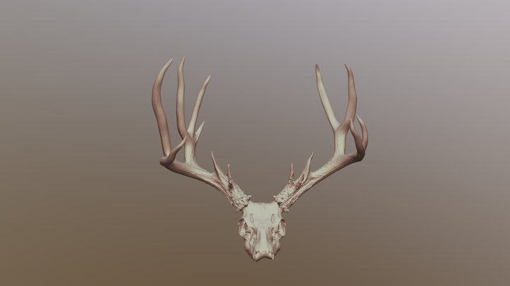 Mule Deer AZ 3D Model