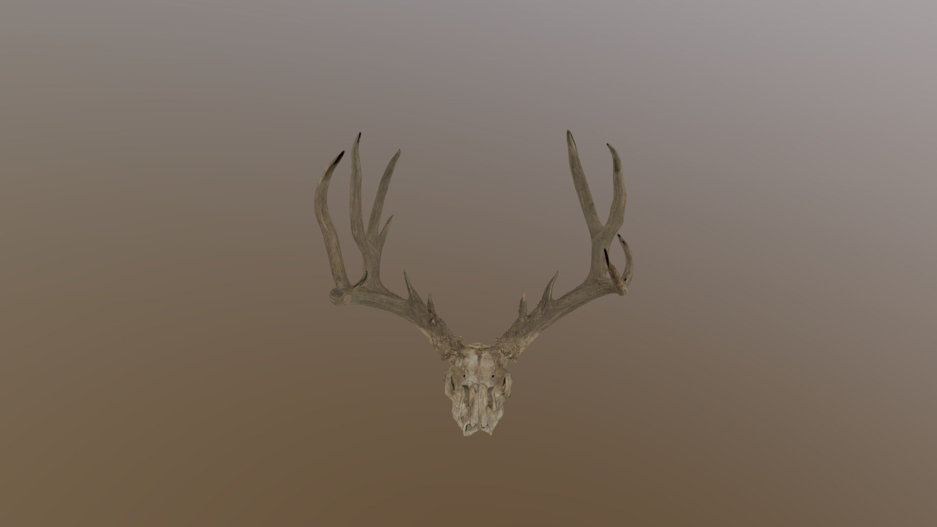 Mule Deer AZ - 3D Model By PeakReplicas [0a3b8a1] - Sketchfab