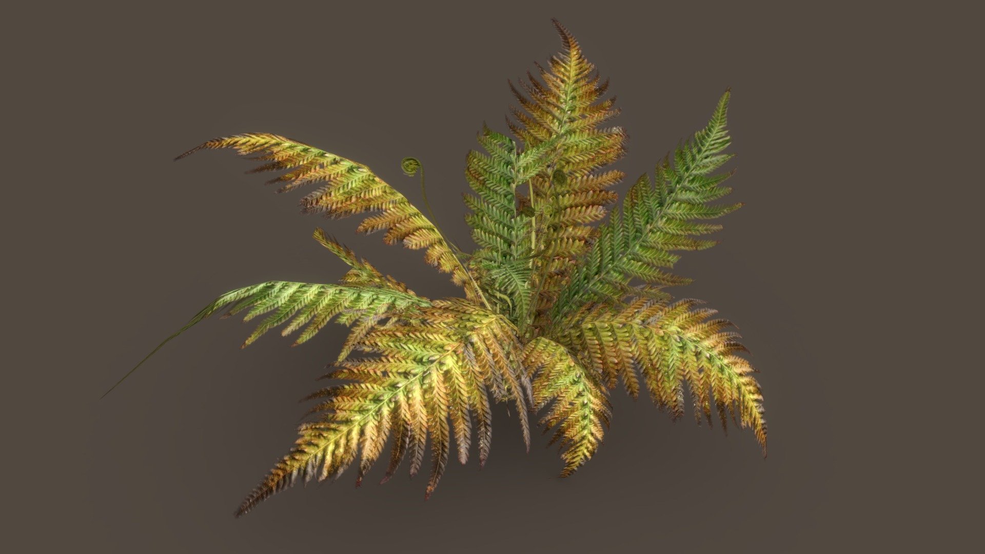 Performance Friendly Fern 02 Dense - Buy Royalty Free 3D model by The ...