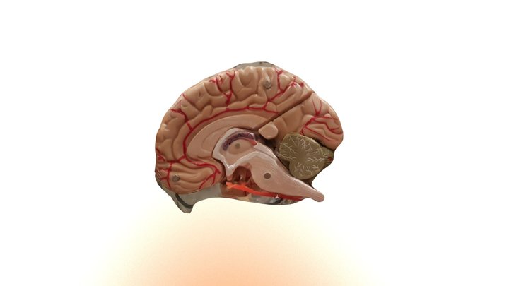 MODEL 3D Model