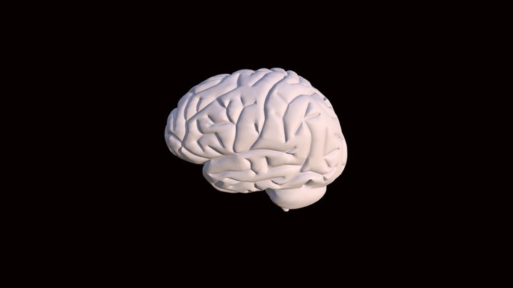 Cerebro Nikima 3D Model