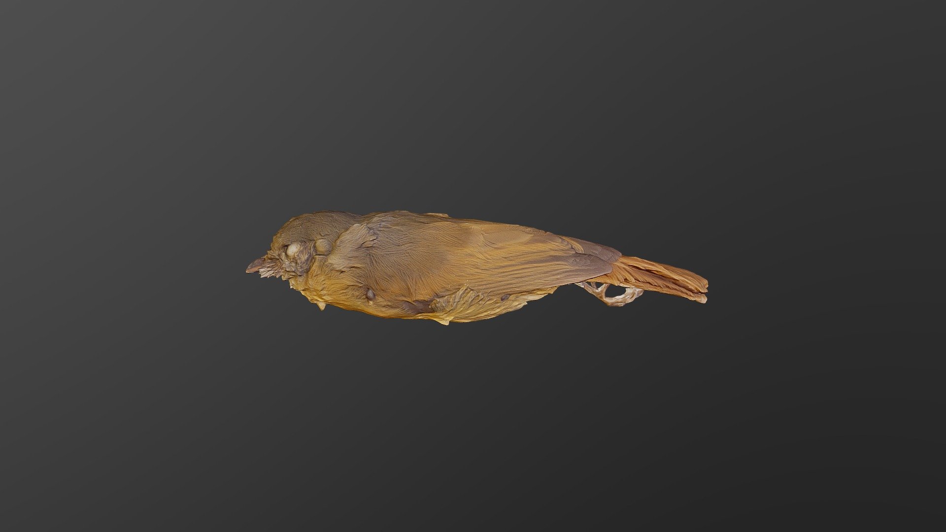 Ruddy-tailed Flycatcher-Terenotriccus erythrurus