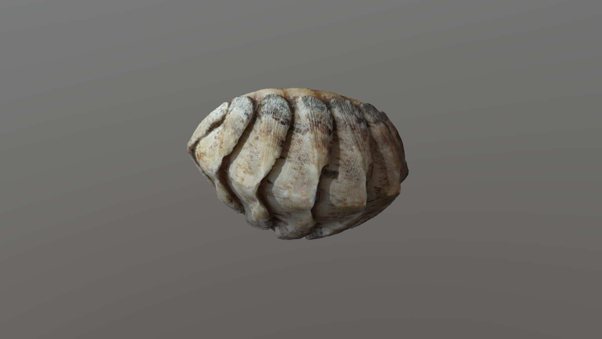 Jean's Seaslug thing