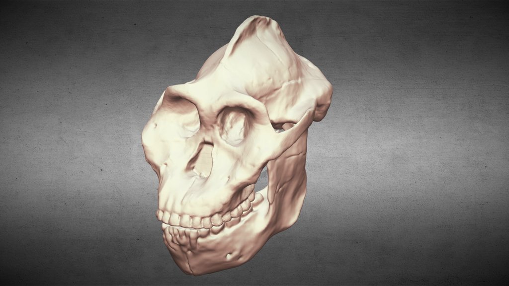Paranthropus Aethiopicus Reconstruction