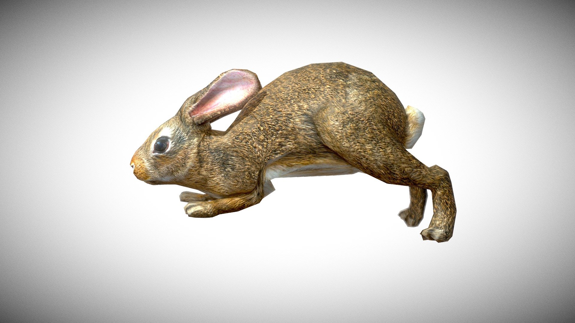 Rabbit - 3D model by ElectroNick [0a50cf0] - Sketchfab